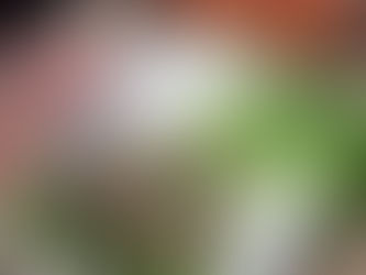 ノビル(달래)収穫しました。