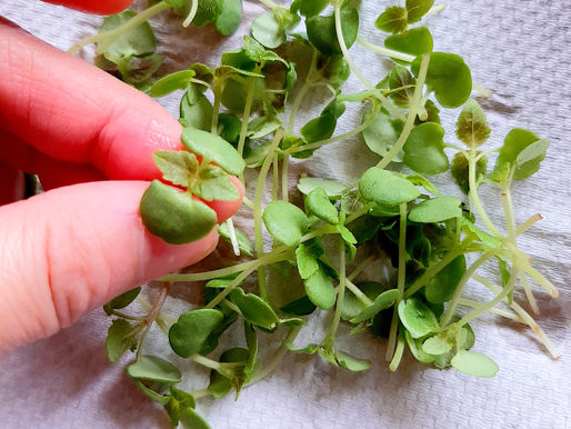 エゴマのスプラウト