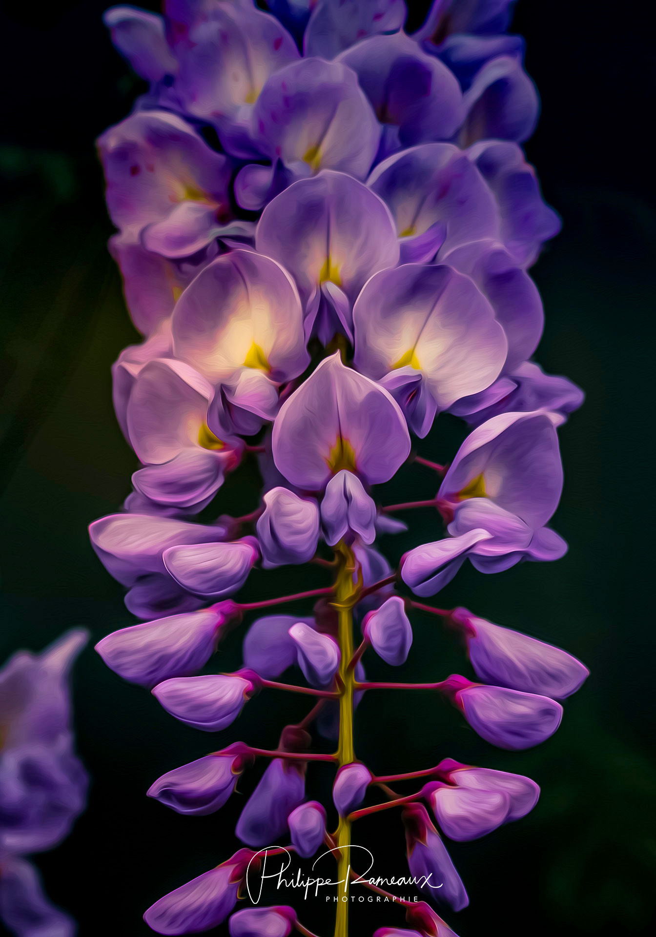 Visuel Kakémono  Kakémono décoratif Glycine flamboyante  collection « Comme au Jardin » Artemuze