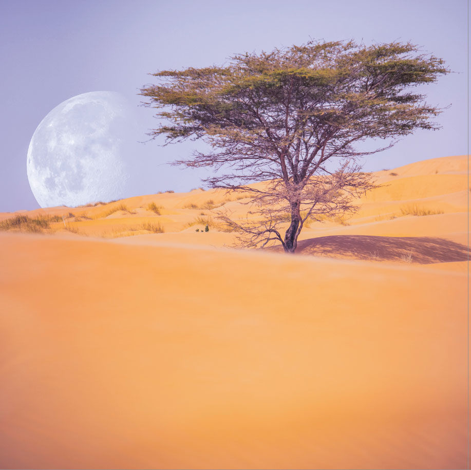 Miniature : Arbre solitaire dans les dunes du désert mauritanien, photographié avec la lune visible à l’horizon
