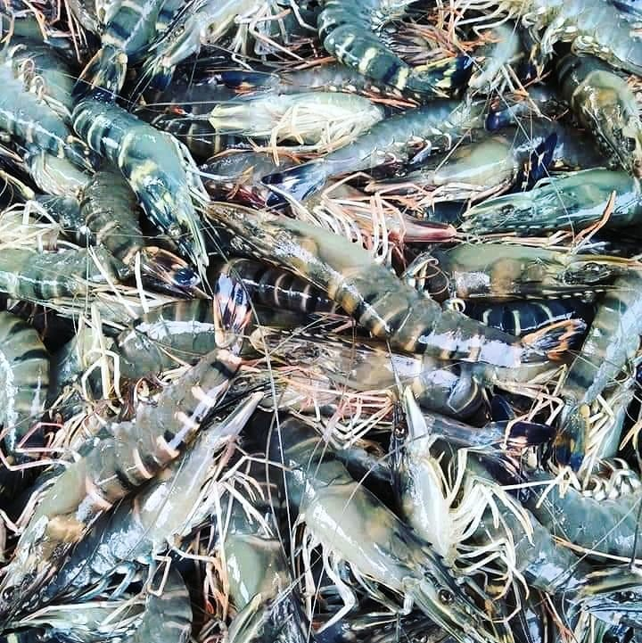 HEAD ON - BLACK TIGER SHRIMPS