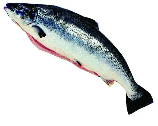 SALMON WHOLE GUTTED