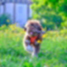 Chien qui joue chez CosyDogs à Morges