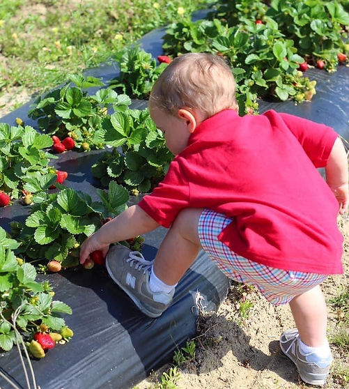 upickstrawberries.jpeg