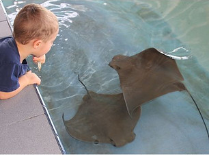 kid-feeds-rays.jpg