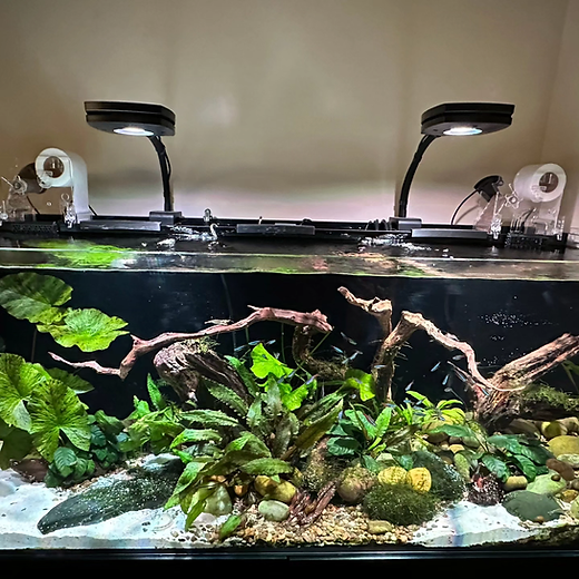 Waterbox 65.4 | Reef N Roll