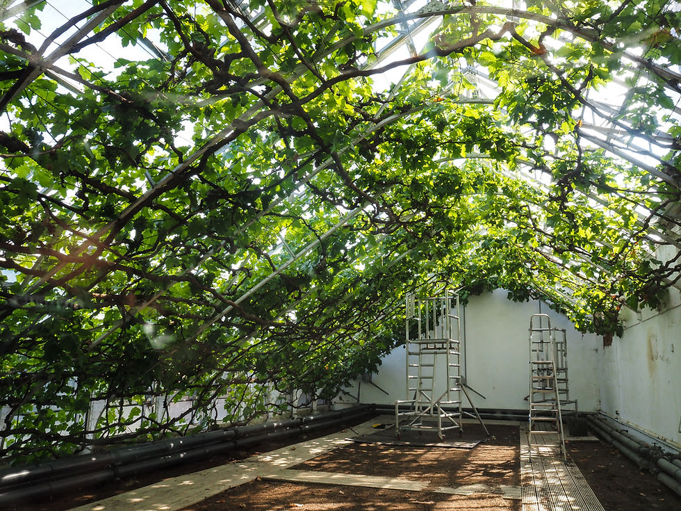 A view of the great vine at Hampton Court, seen from underneath. The vine is growing over a large frame. Underneath are a small ladder and a platform, presumably for pruning the plant