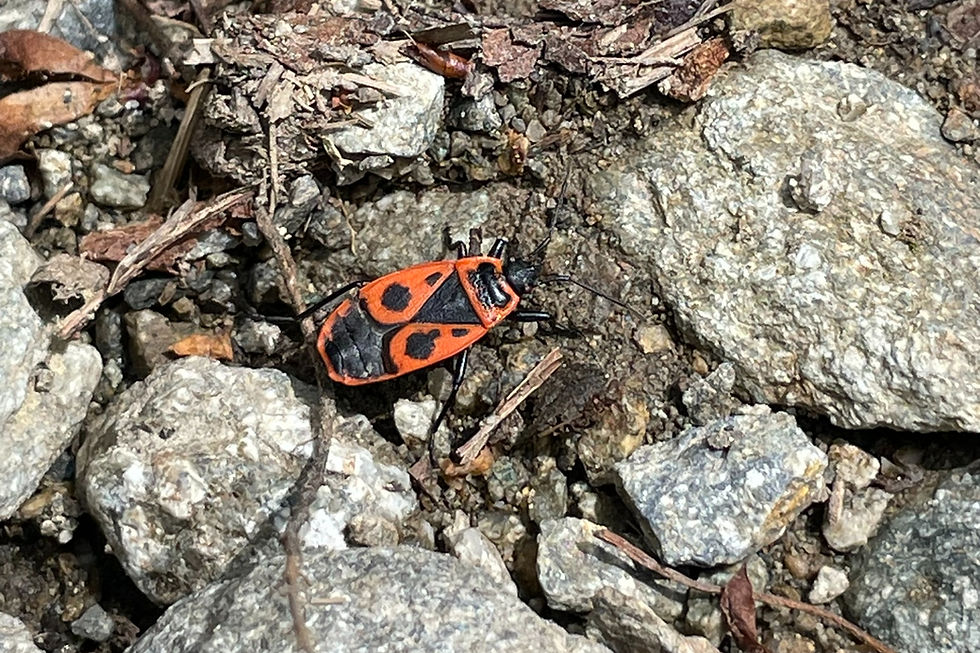 A European Firebug on a trail on the Collet Path near Saint Martin-Vésubie, France