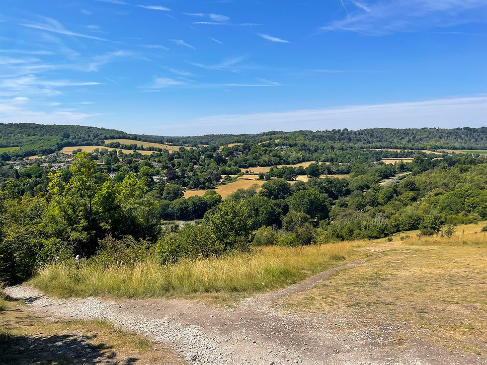 A view from Box Hill trail, with trees and brown, parched fields stretching far into the distance