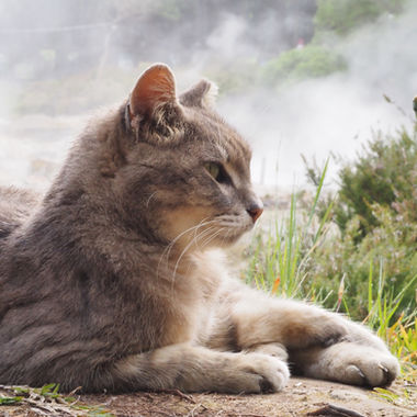 An adult cat, in close up, sitting in front of fumarols at Lake Furnas