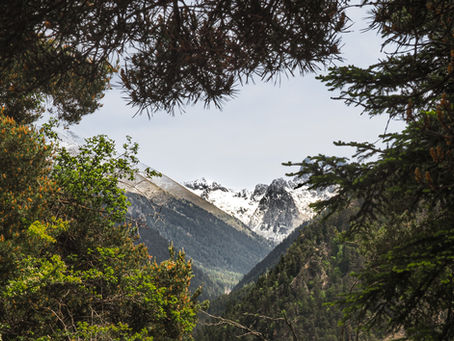 Snow topped mountains seen through pine tree branches on the Collet Path in Saint Martin-Vesubie