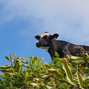 A dairy cow in a field in Sao Miguel, Azores
