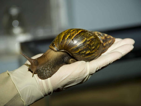 El caracol africano, un parásito de la naturaleza venezolana