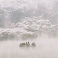 ritsurin garden.jpeg
