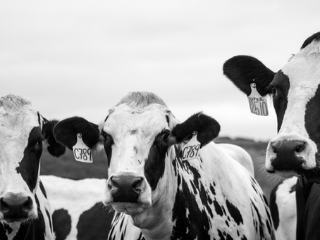 Selenium: An essential mineral for Ruminants