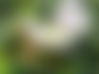 Cow Pea varieties available at Tara Rural Supplies and Condamine Seeds and Tyres.