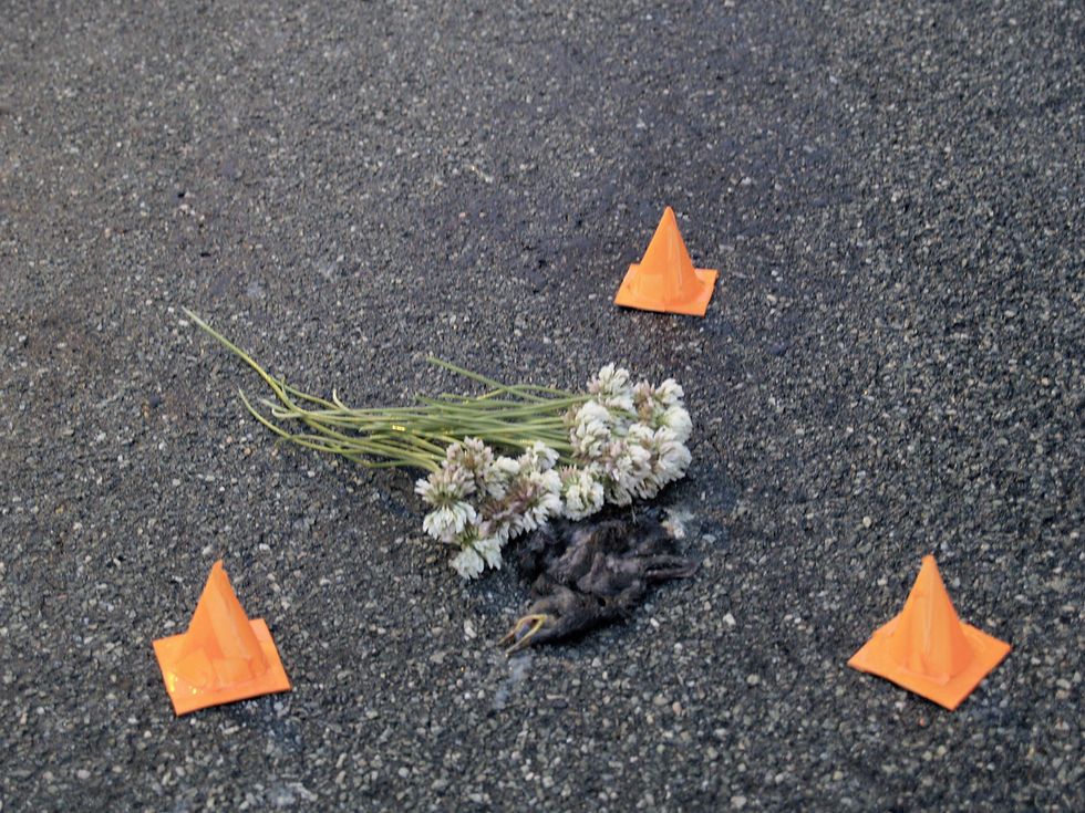 Orange Cones