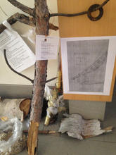 IMG_3371.jpeg