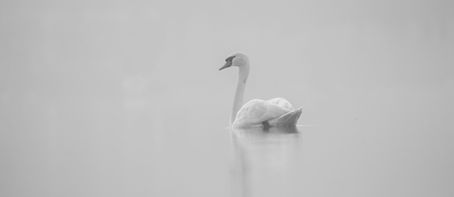 A calm swan
