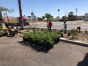 Landscape renovation