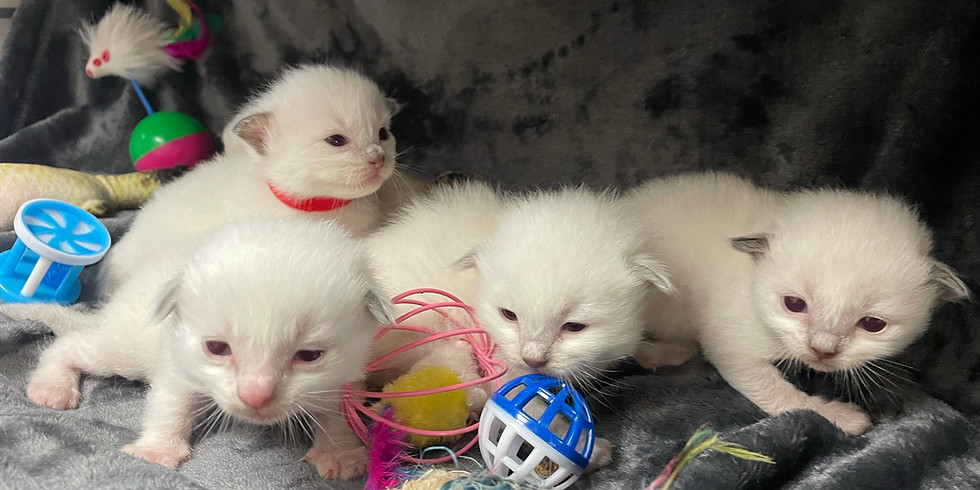 Naissance de Chatons Ragdoll Seal mitted et colopoint