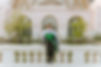 Balboa Grad-43.jpg