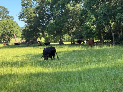 Cattle Management During the Heat of Summer – Some Considerations