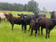 Connecting with the Land – Baker 4 Farm
