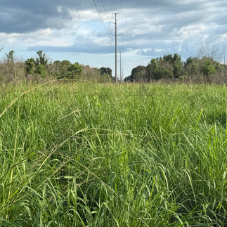 Open field of Eastern Gamagrass. Cloudy blue sky.