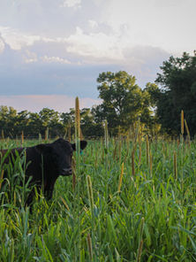 Equipping Producers to Take the Next Step Toward Better Grazing