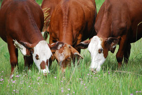 Ten Steps to Better Grasslands