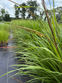 A close up of the orange-red inflorescence on Eastern Gamagrass