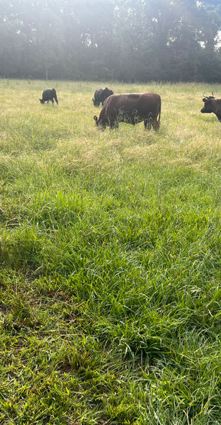 Grazing Louisiana polywire.jpg