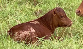 Unusually Wet Spring Leads to Unusual Problems for South Louisiana Cattlemen