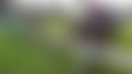 WEDNESDAY RACING TIPS