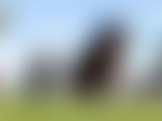 WEDNESDAY RACING TIPS