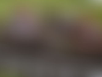 WEDNESDAY RACING TIPS