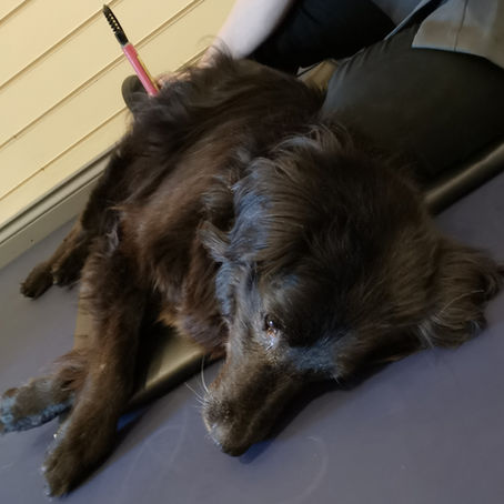 Aug 2020 Dog of the Month: ZACK