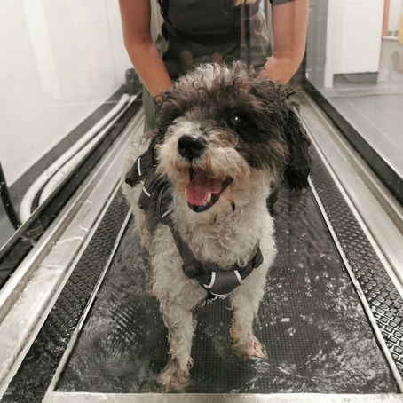 Aug 2021 Dog of the Month: Freddie