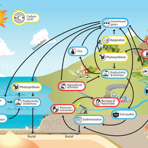 Understanding The Carbon Cycle 