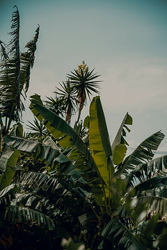 Green Palms in Costa Rica_edited.jpg