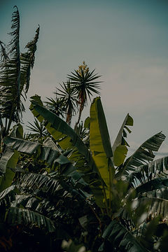 Green Palms in Costa Rica_edited_edited.jpg