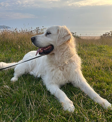 golden retriever with sunset behind