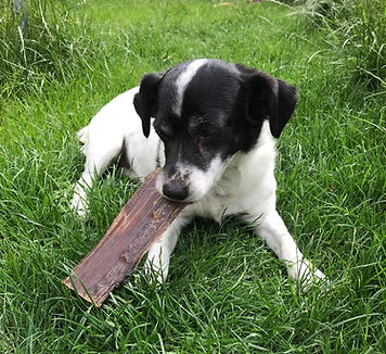 jack Russel eating a treat