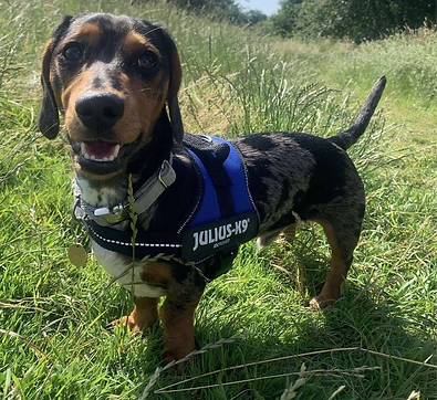 small dachshund with harness standing on grass