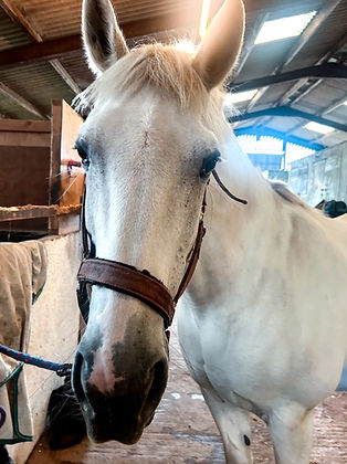 grey horse stood tied up