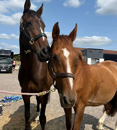 bay and chestnut horse stood tied up next to each other