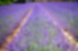 aromatic-beautiful-bloom-139396.jpg