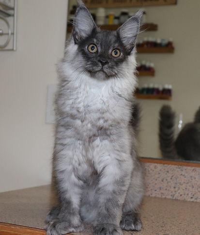 Mora TopLine Maine Coons