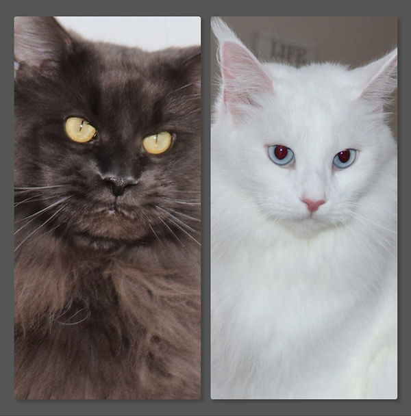 Courageous destiny (2).jpg